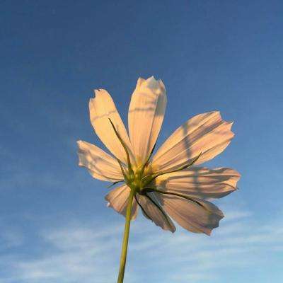 澳门·新葡澳京